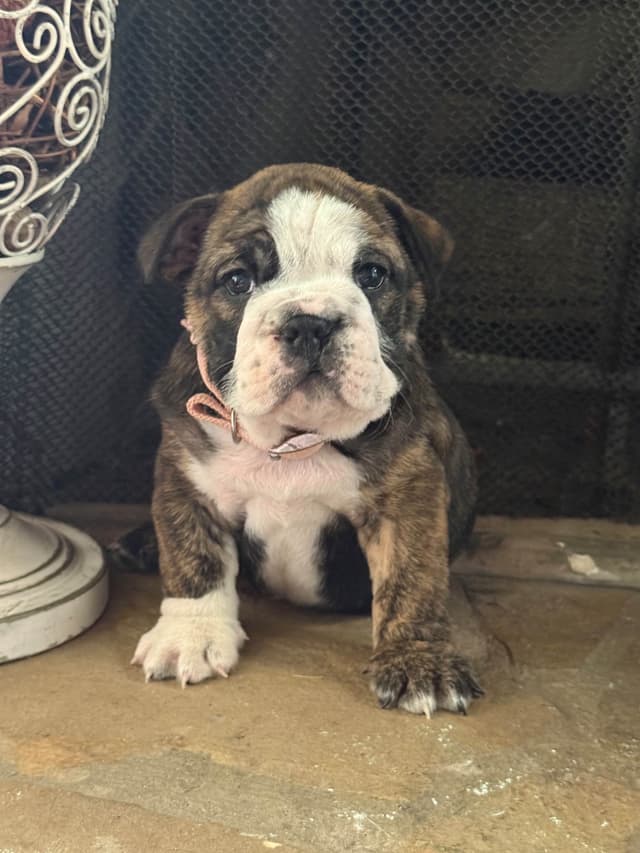 Bulldog Puppies media 2