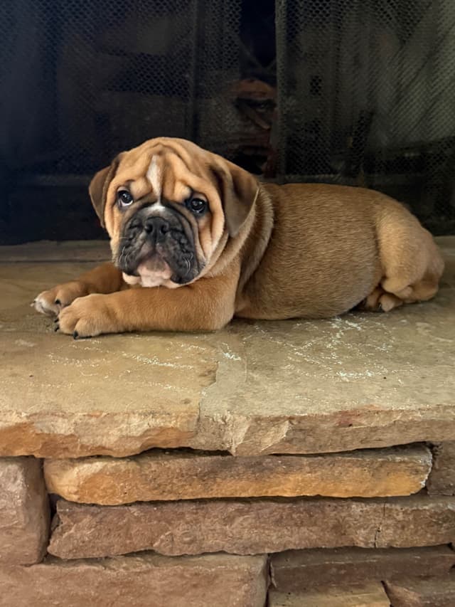 Bulldog Puppies media 3