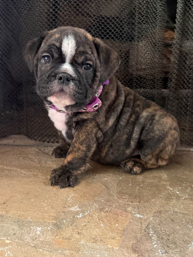 Bulldog Puppies media 4