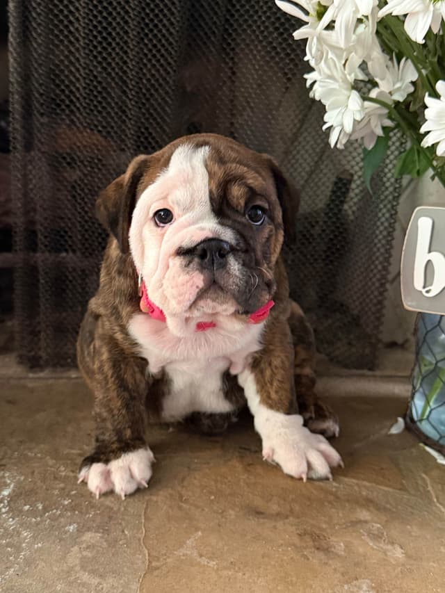 Bulldog Puppies media 5