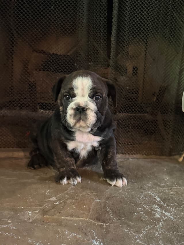 Bulldog Puppies media 7