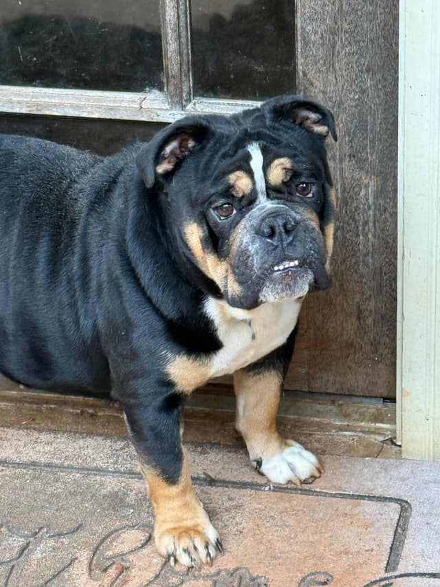 Bulldog Puppies media 9