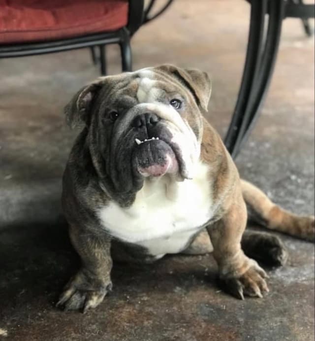 Bulldog Puppies media 10