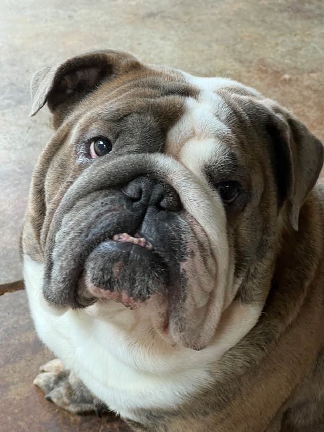 Bulldog Puppies media 11