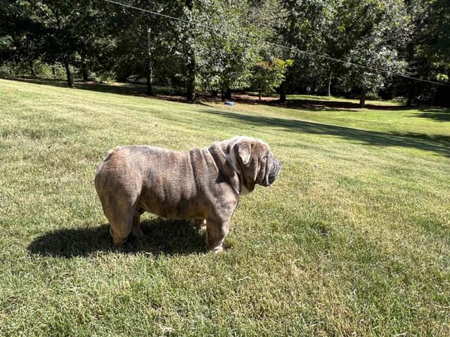Bulldog Puppies media 12