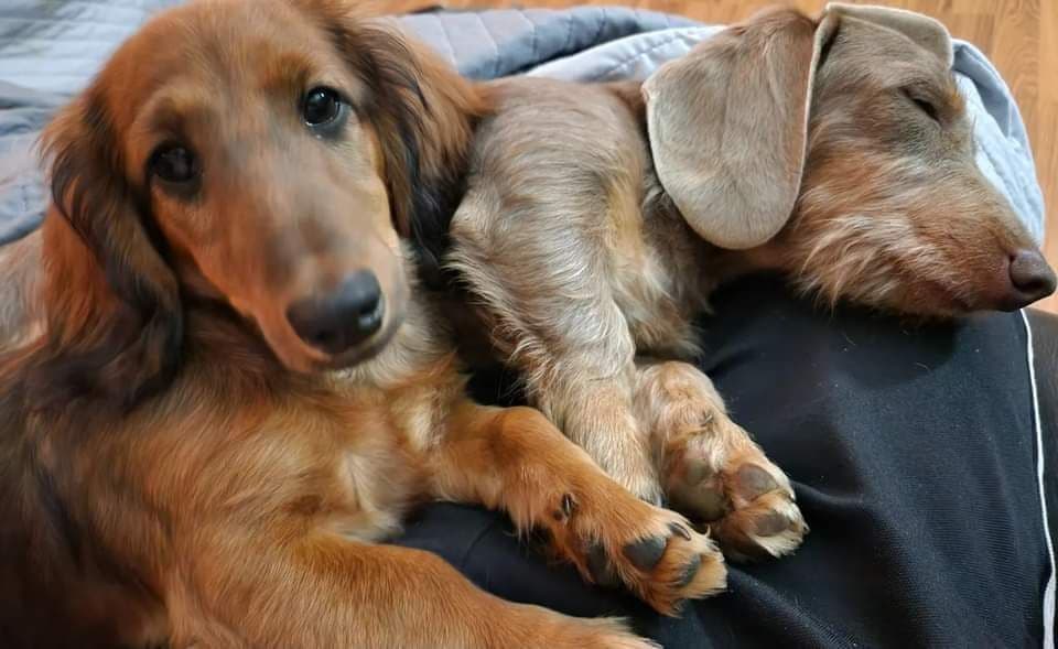 Dachshund Puppies breeder image 1