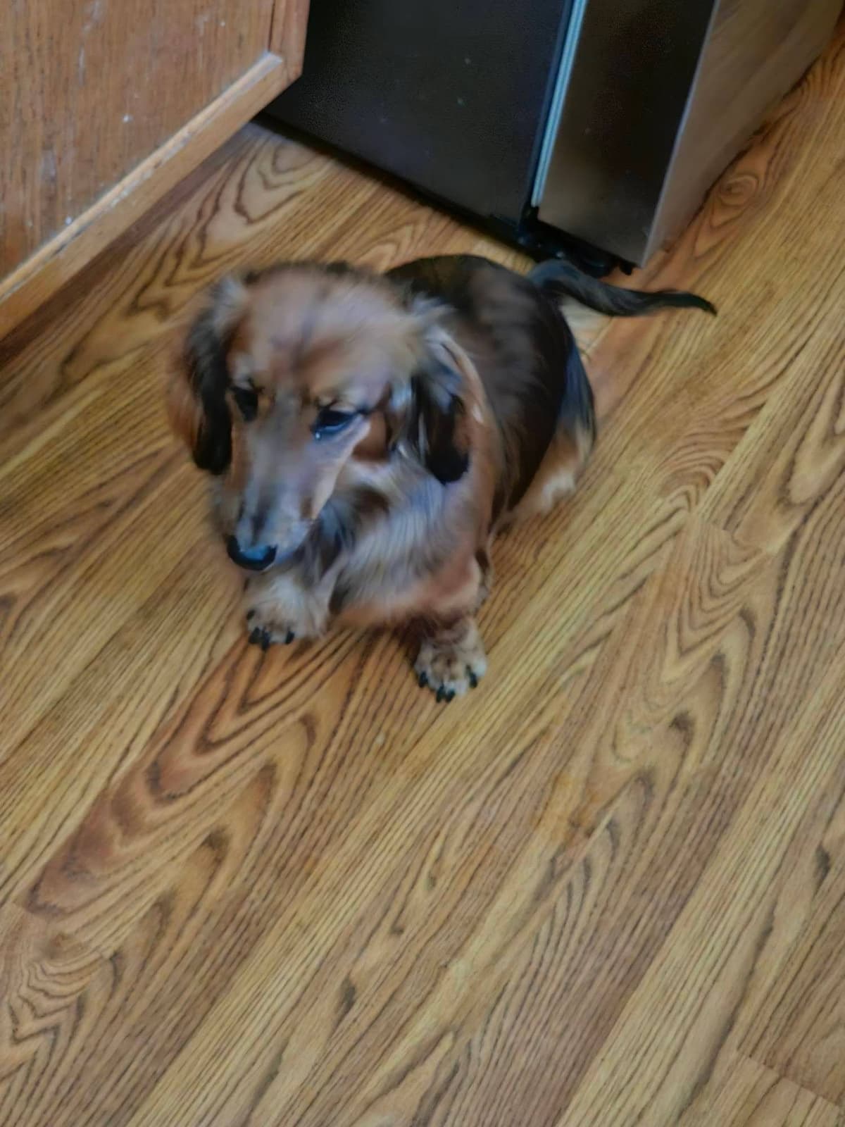 Dachshund Puppies breeder image 5