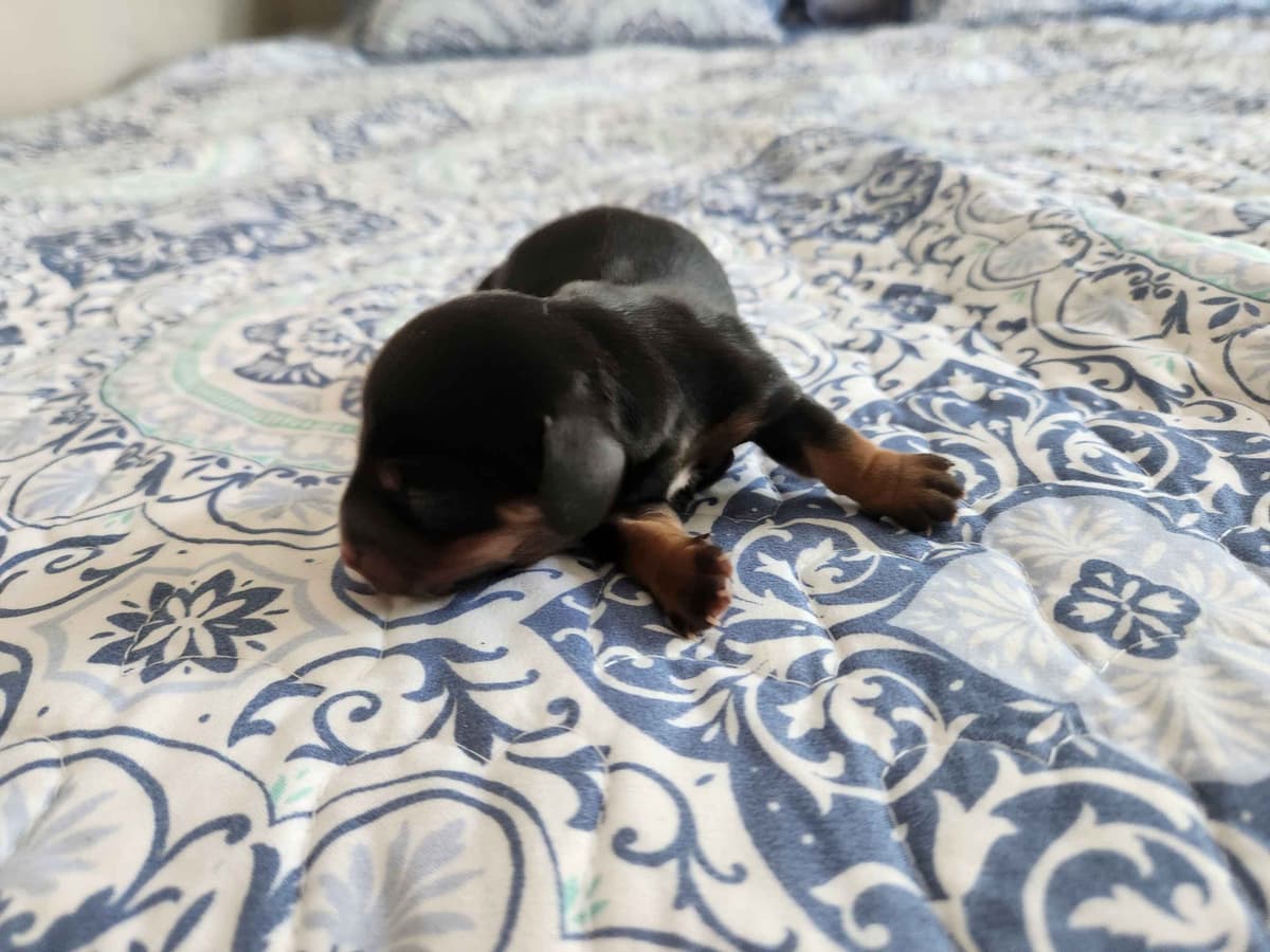 Dachshund Puppies breeder image 9