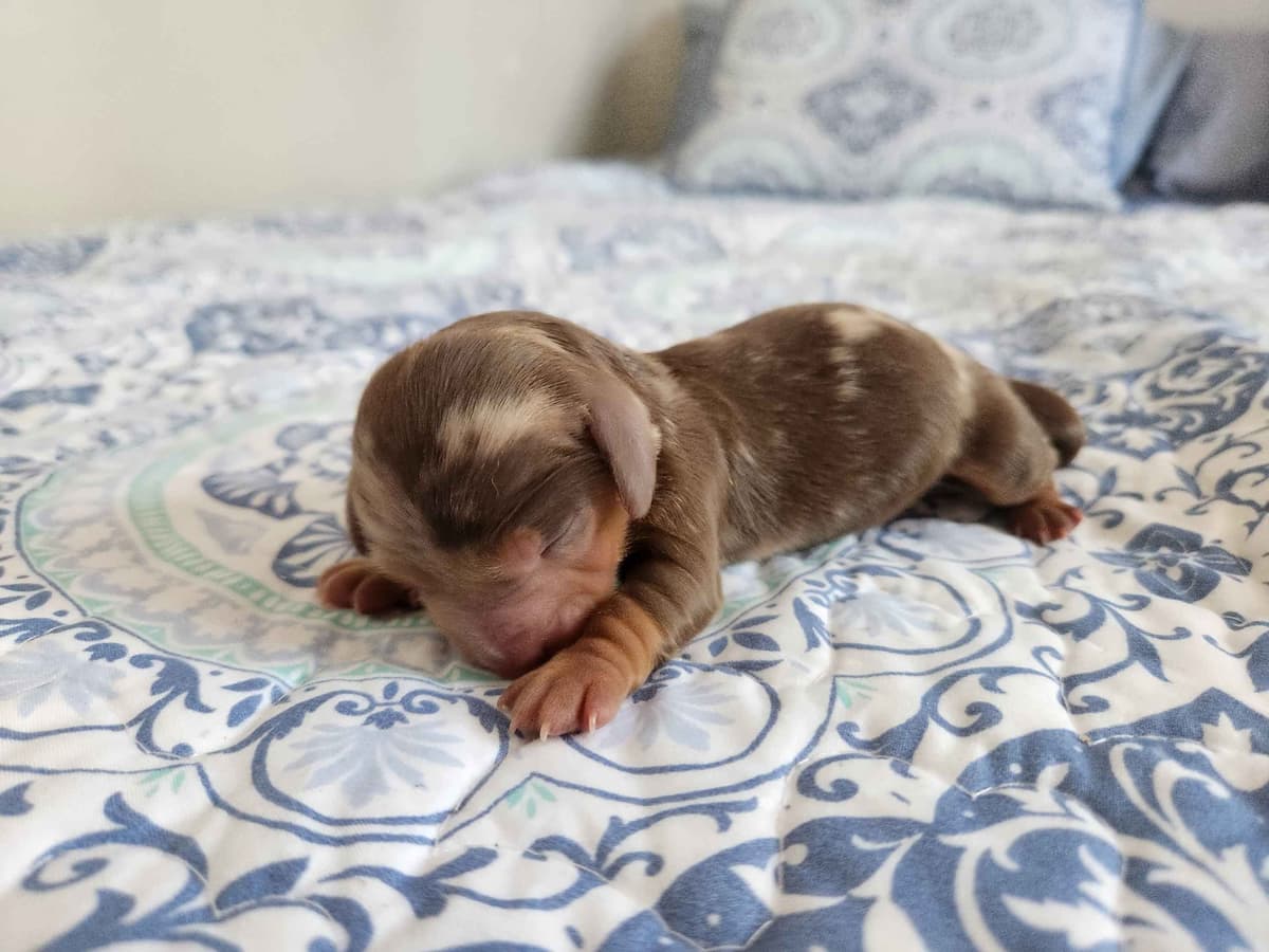 Dachshund Puppies breeder image 8