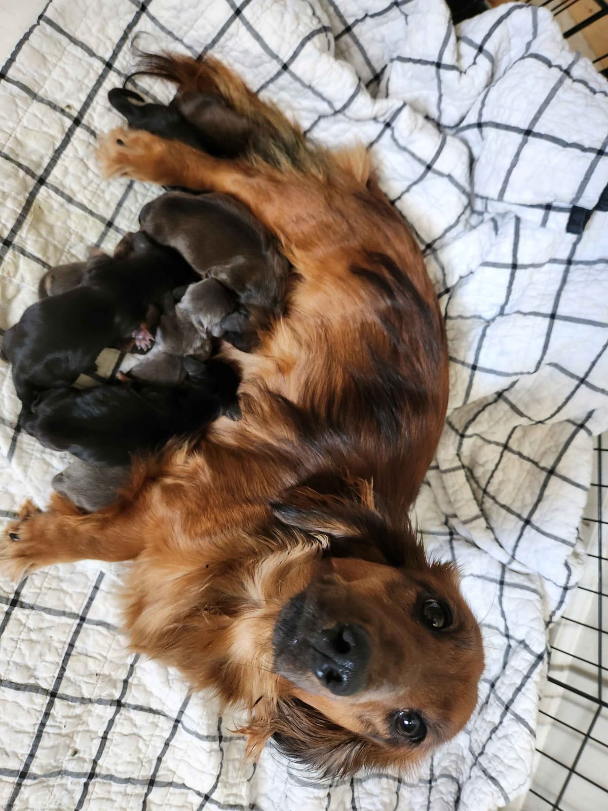 Dachshund Puppies breeder image 3