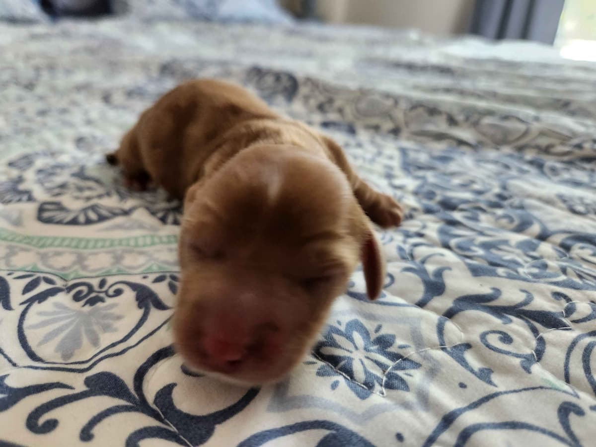 Dachshund Puppies breeder image 10