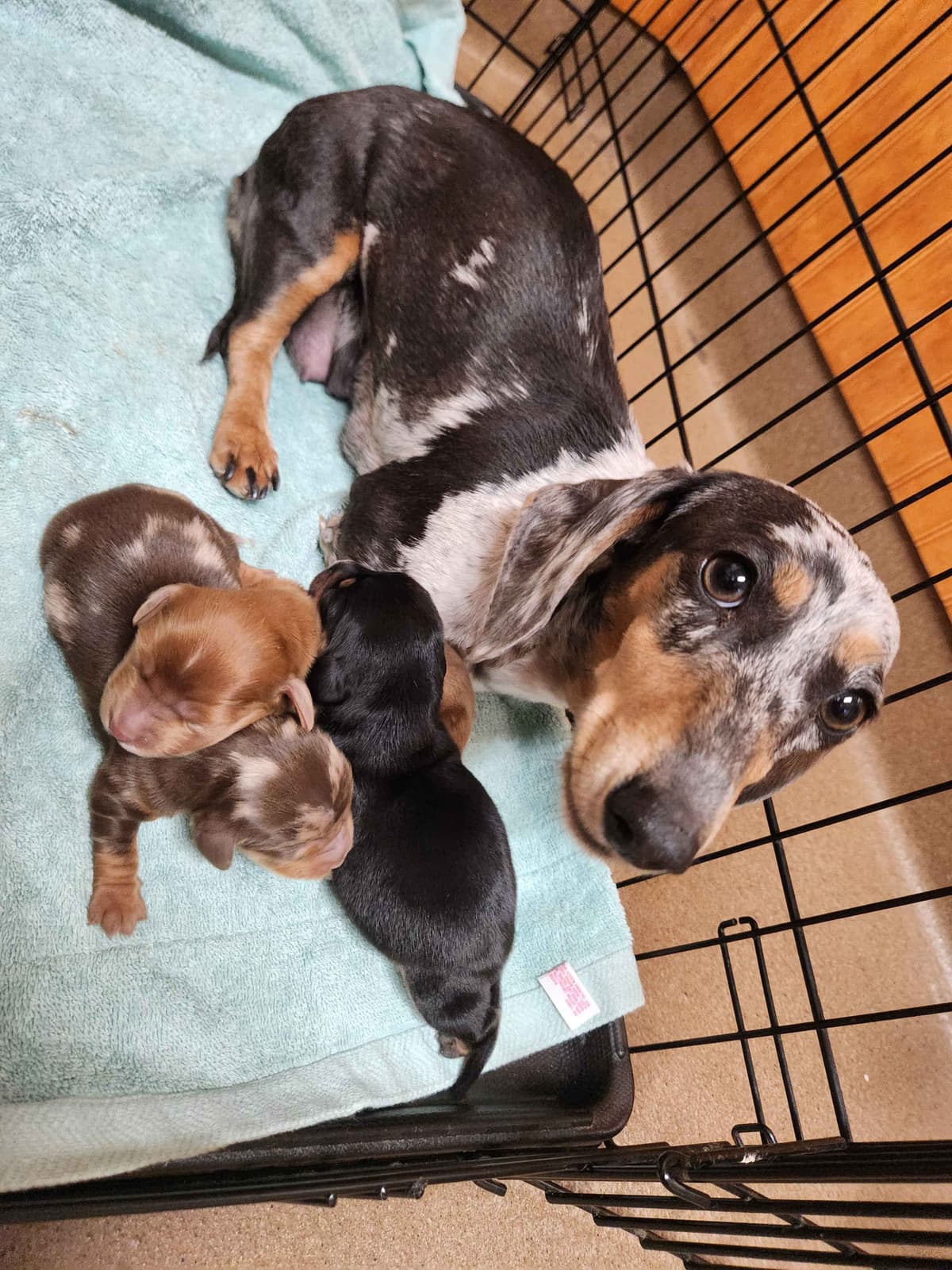 Dachshund Puppies breeder image 6