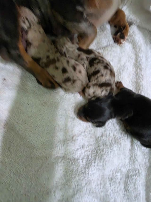 Dachshund Puppies media 2