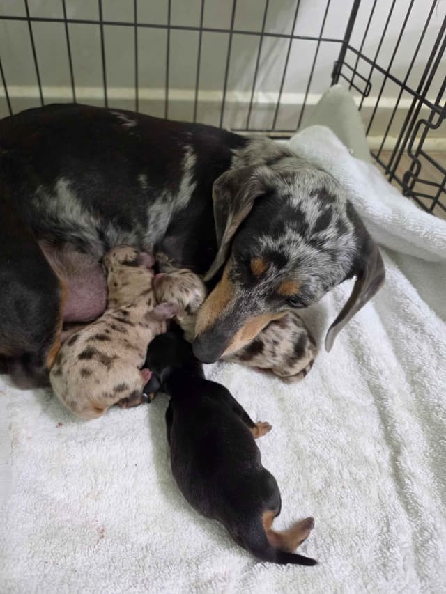 Dachshund Puppies media 3