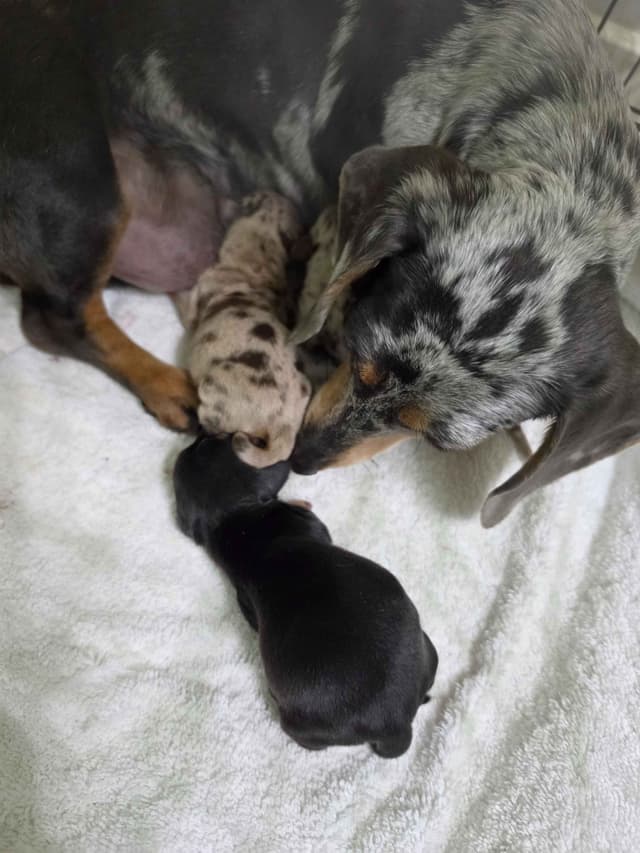 Dachshund Puppies media 4