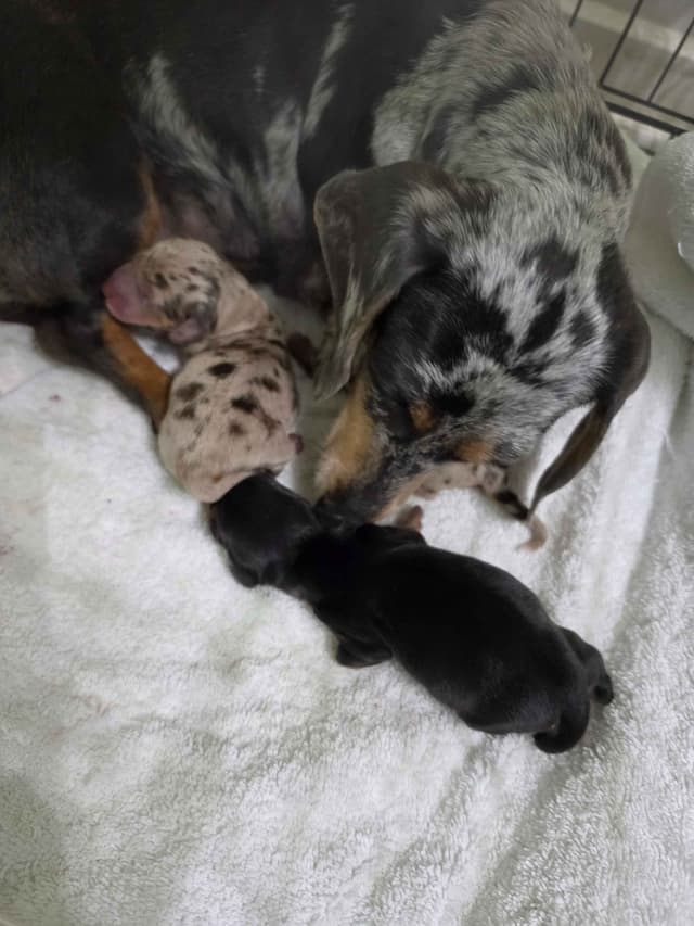 Dachshund Puppies media 5