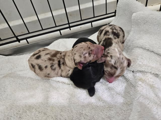 Dachshund Puppies media 6