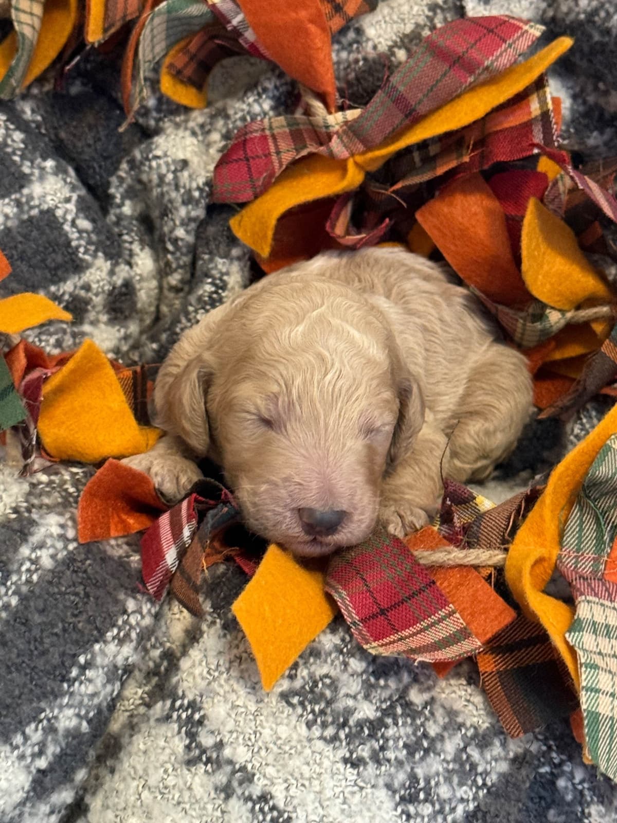 Standard Poodle Puppies breeder image 2