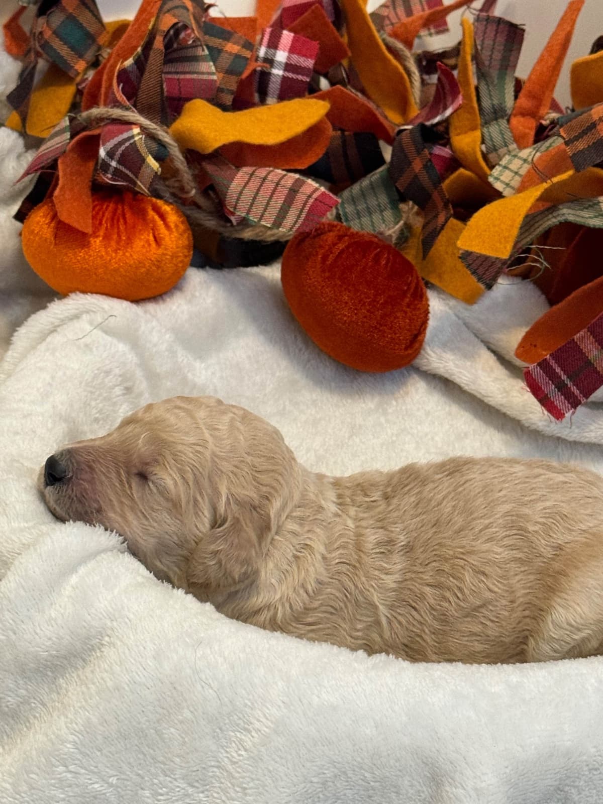 Standard Poodle Puppies breeder image 3