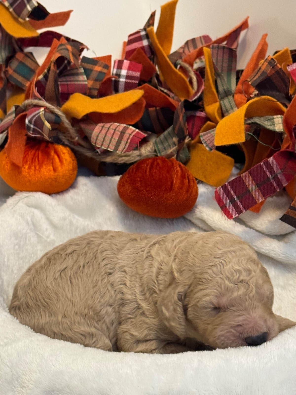 Standard Poodle Puppies breeder image 4
