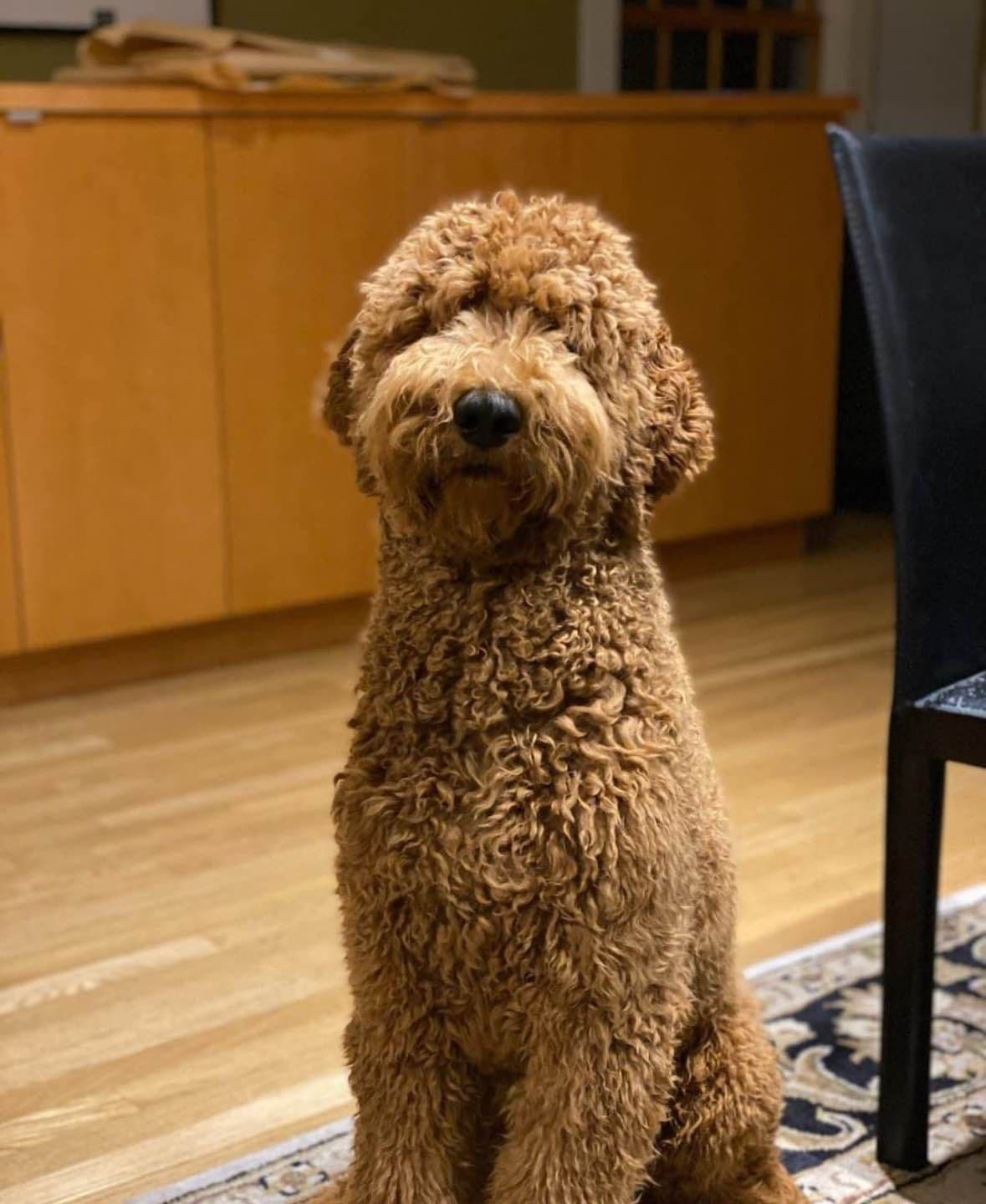 Standard Poodle Puppies breeder image 7
