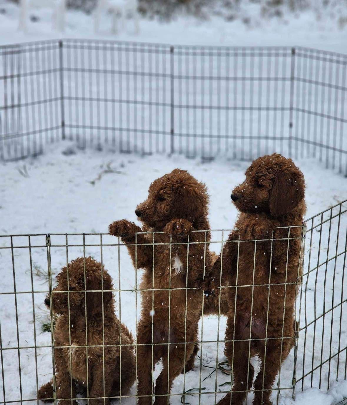 Standard Poodle Puppies breeder image 6