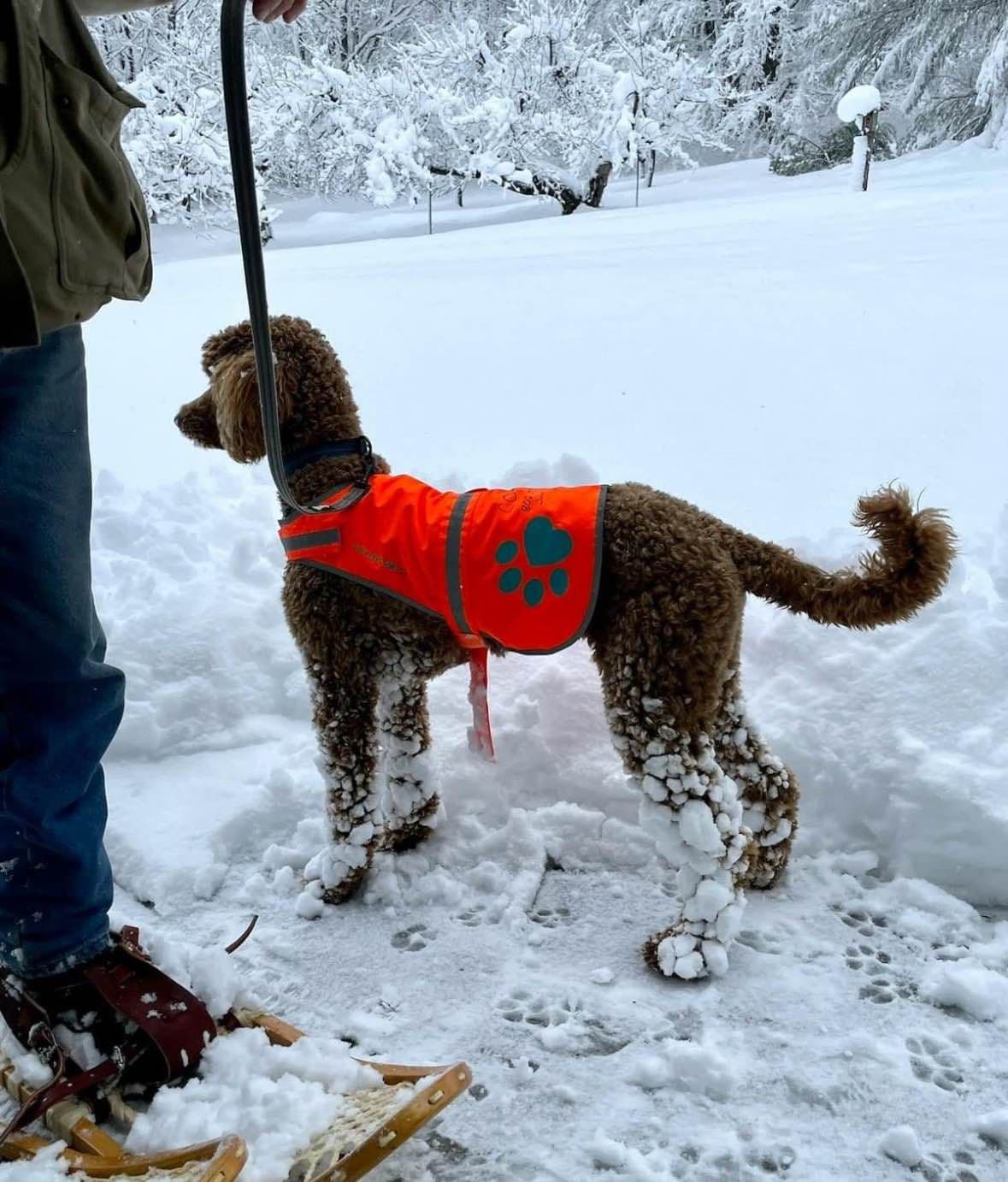 Standard Poodle Puppies breeder image 5
