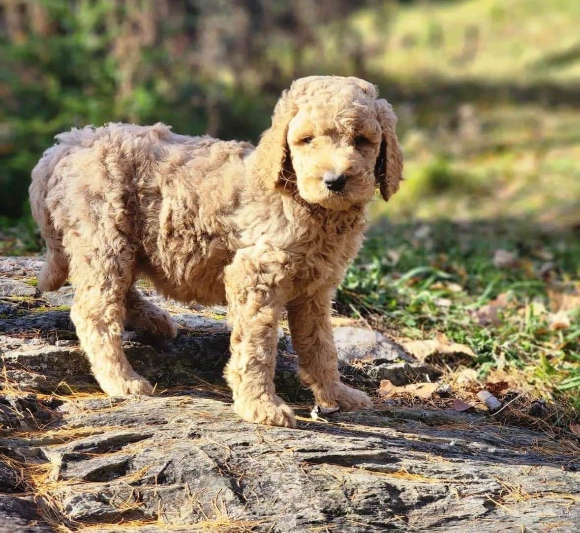 Standard Poodle Puppies breeder image 9
