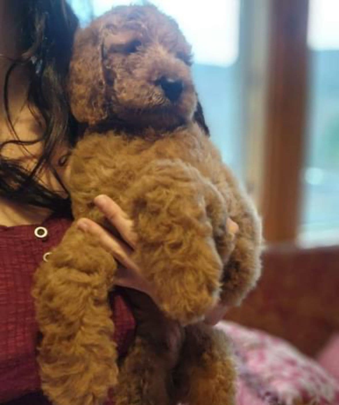 Standard Poodle Puppies breeder image 10