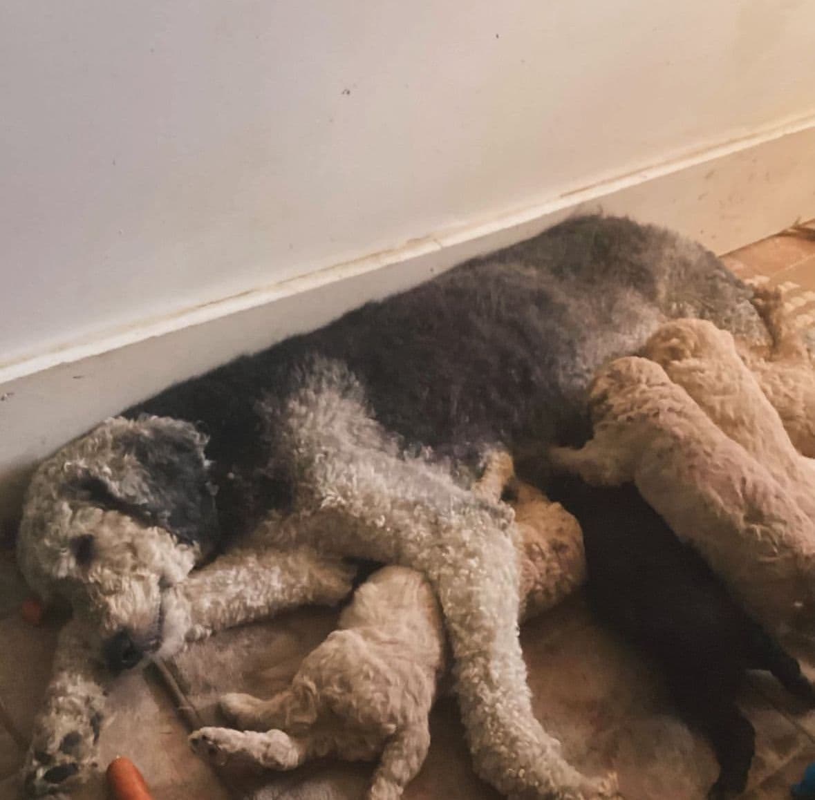Standard Poodle Puppies breeder image 11