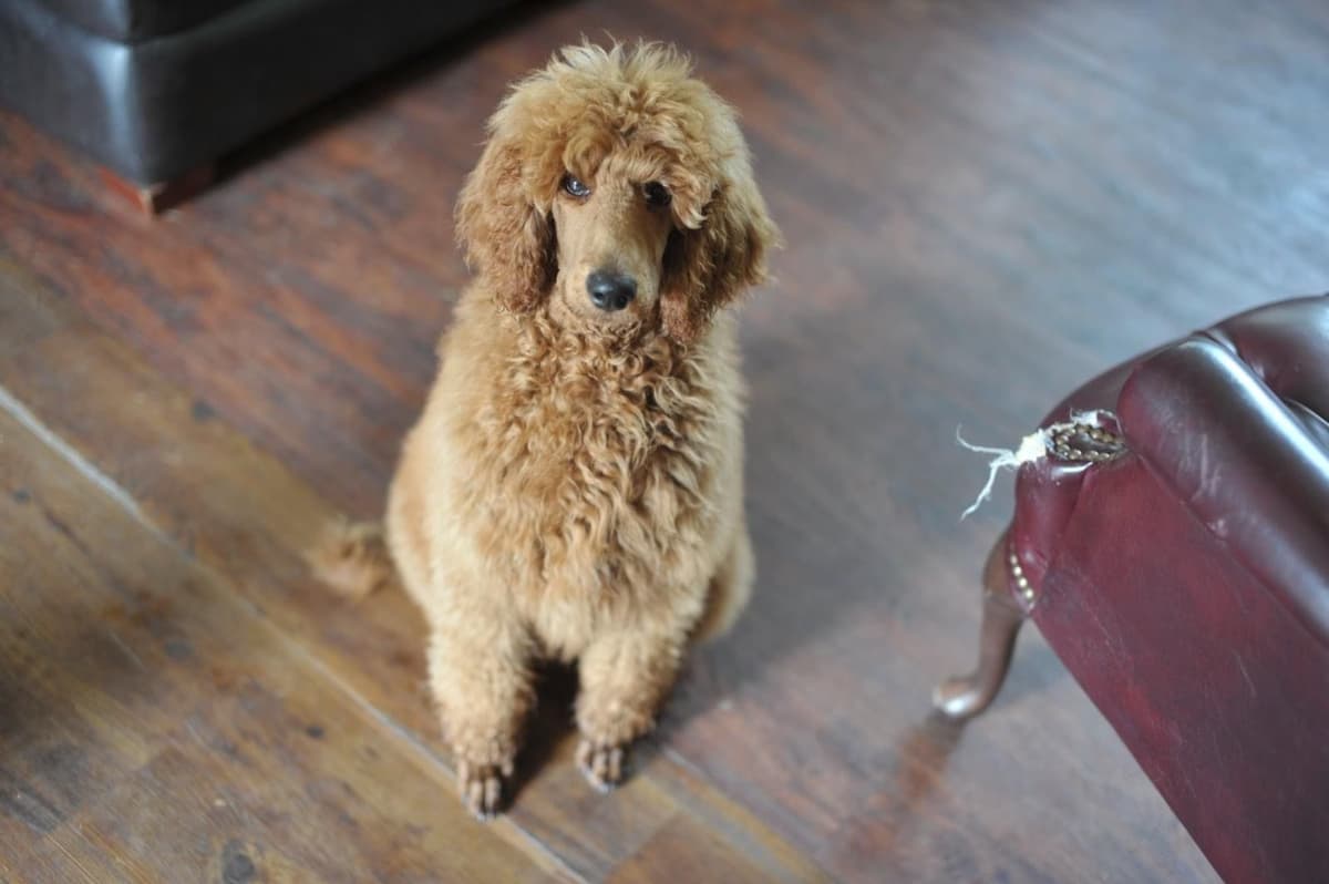 Standard Poodle Puppies breeder image 15