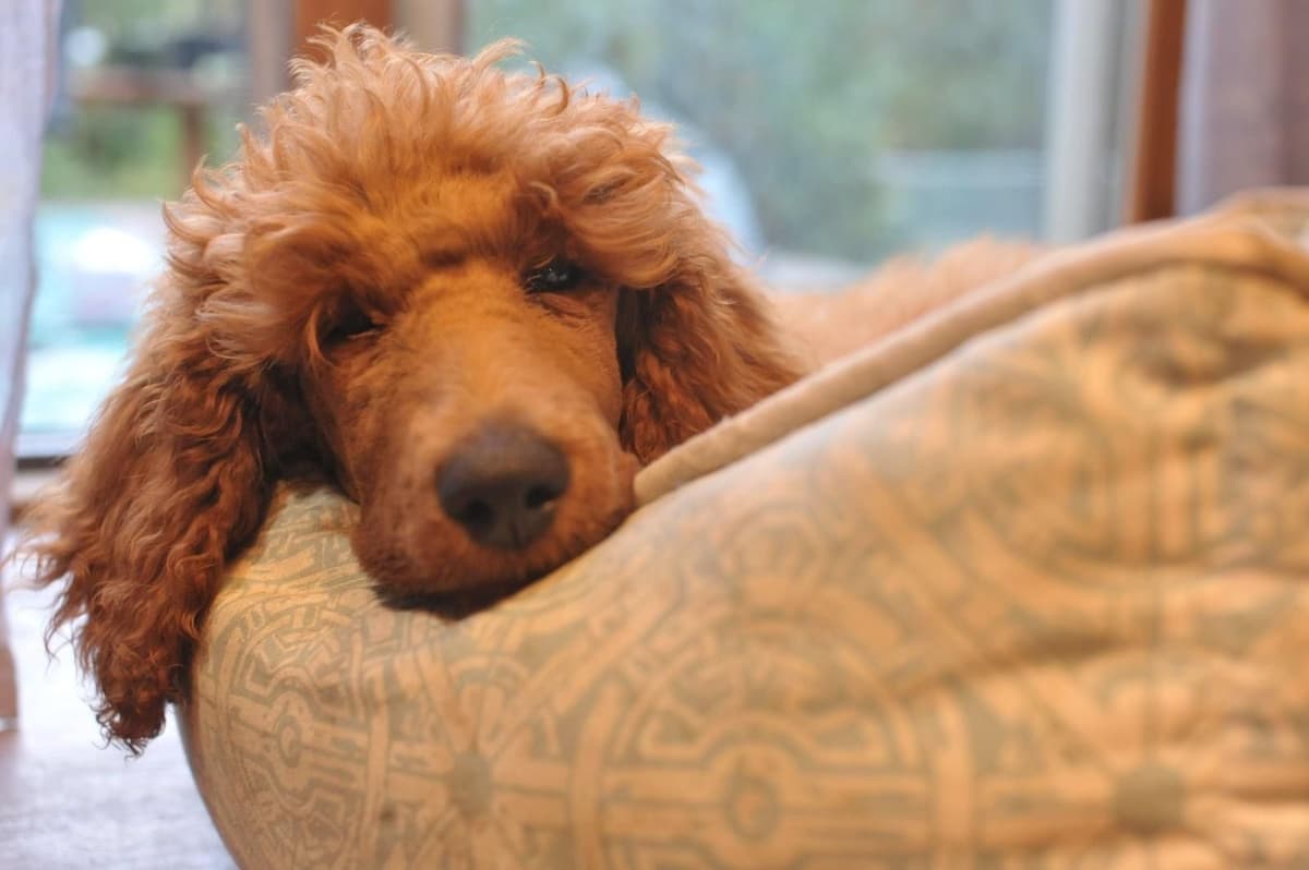 Standard Poodle Puppies breeder image 16