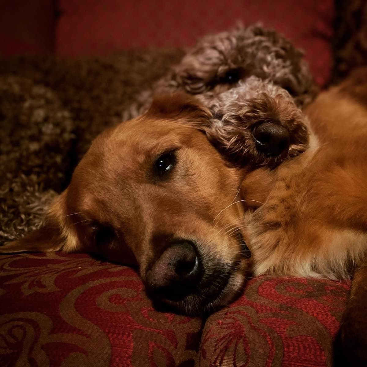 Standard Poodle Puppies breeder image 17