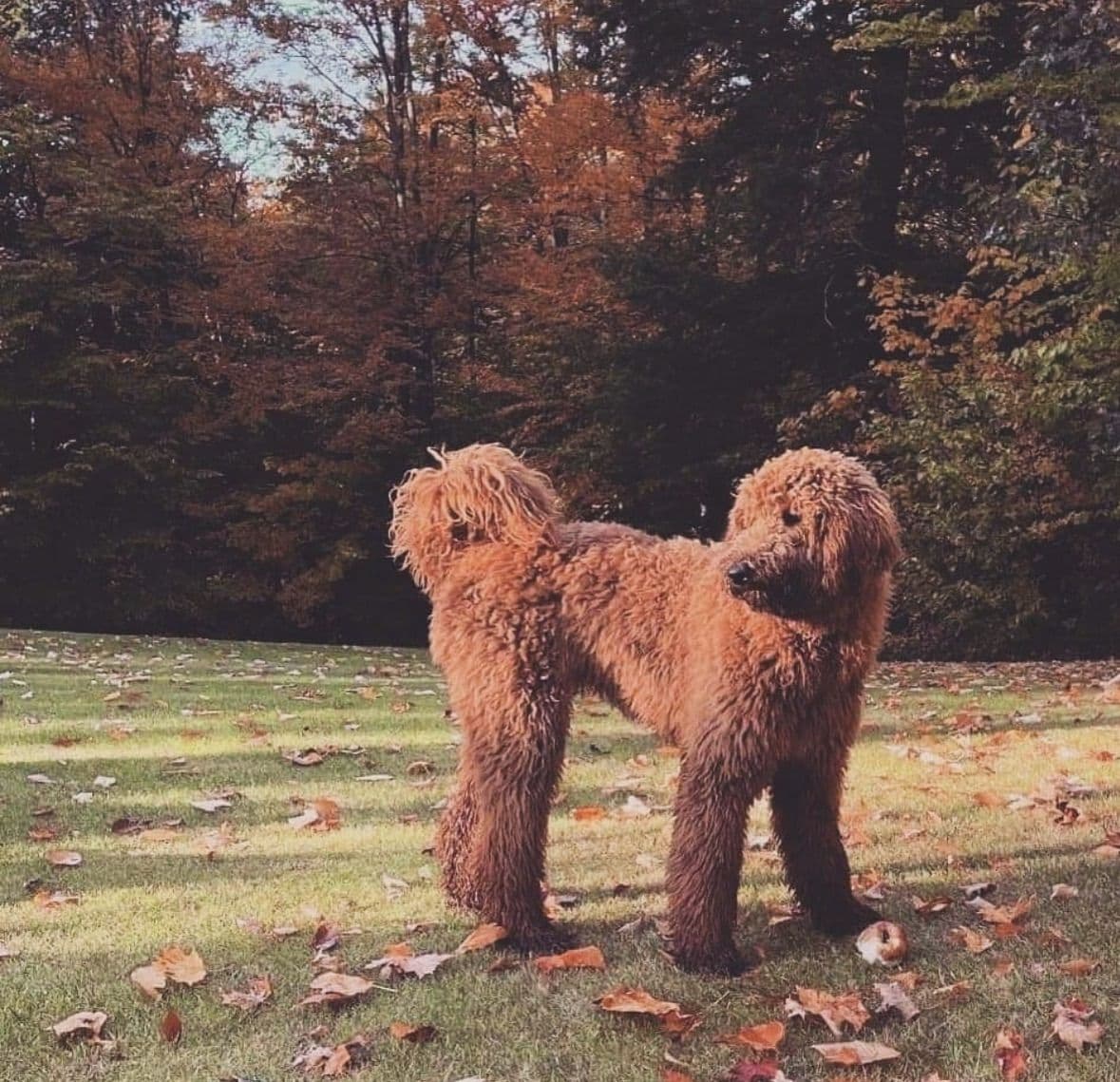 Standard Poodle Puppies breeder image 19