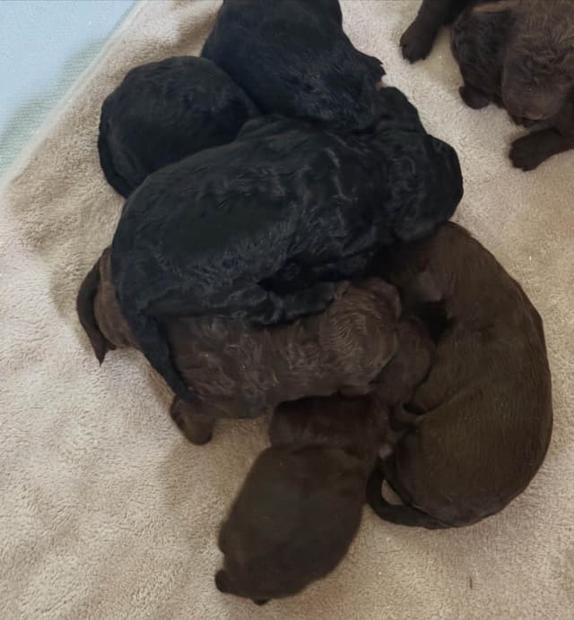 Standard Poodle Puppies media 25