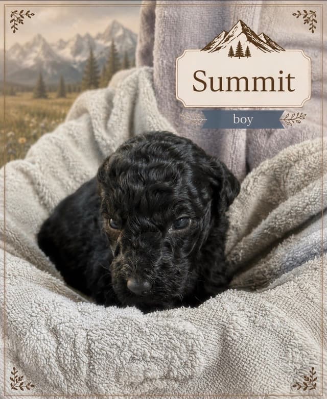Standard Poodle Puppies media 15