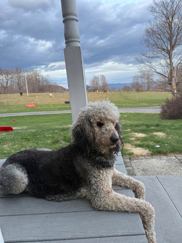 Standard Poodle Puppies media 7