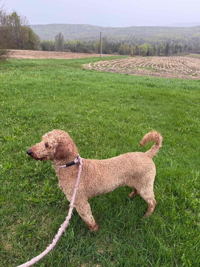 Standard Poodle Puppies media 8