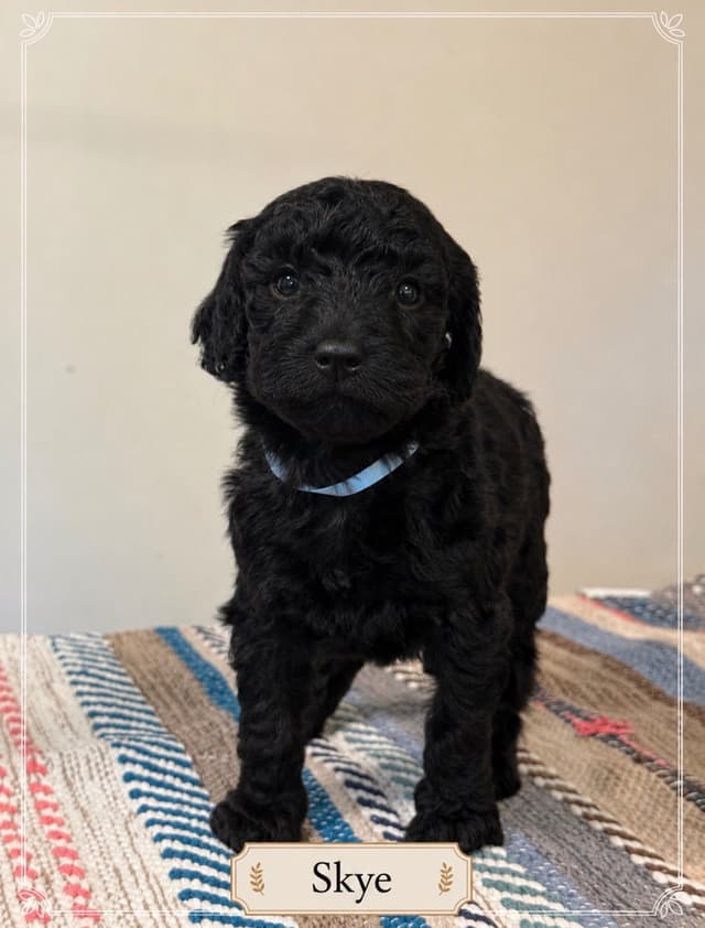Standard Poodle Puppies media 2