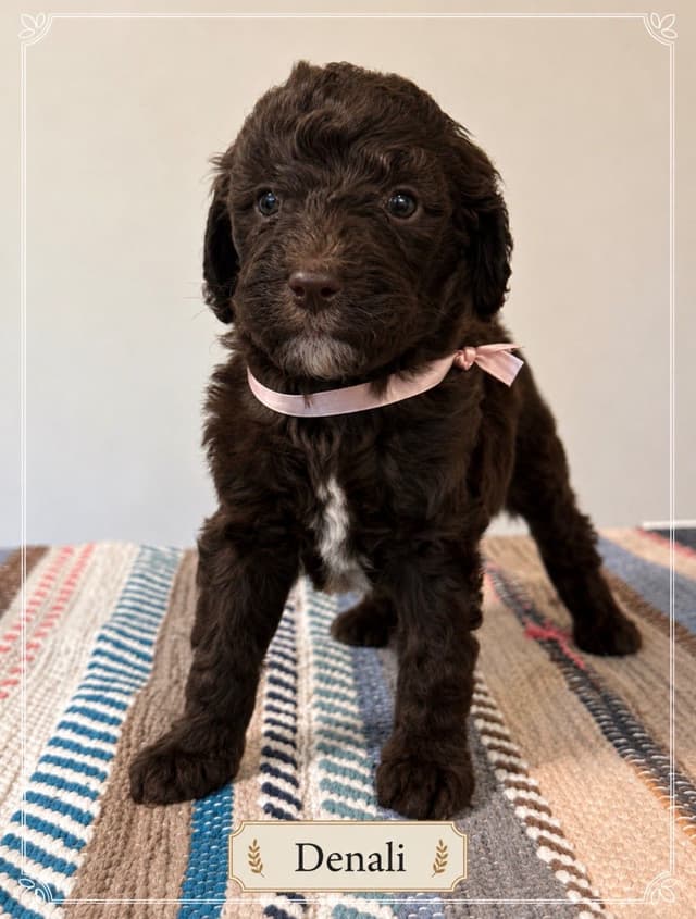 Standard Poodle Puppies media 5