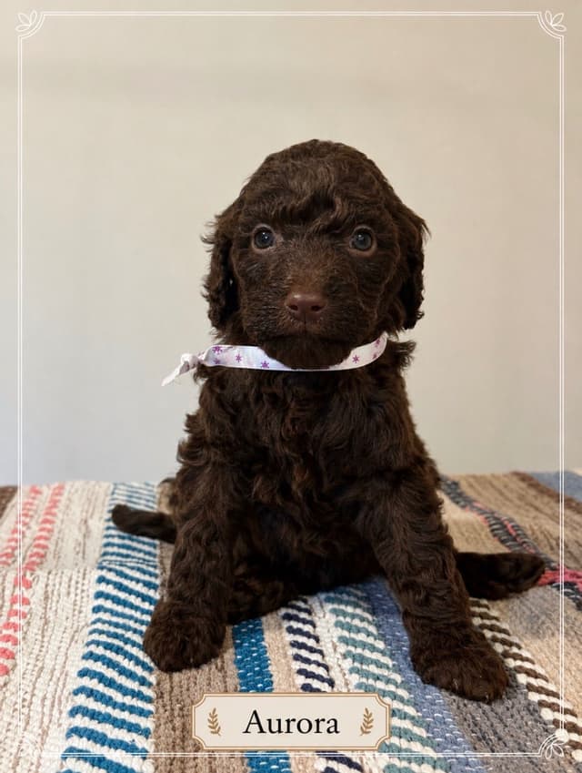 Standard Poodle Puppies media 3
