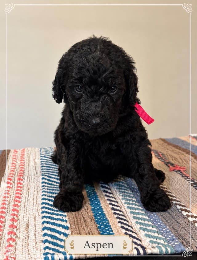 Standard Poodle Puppies media 7