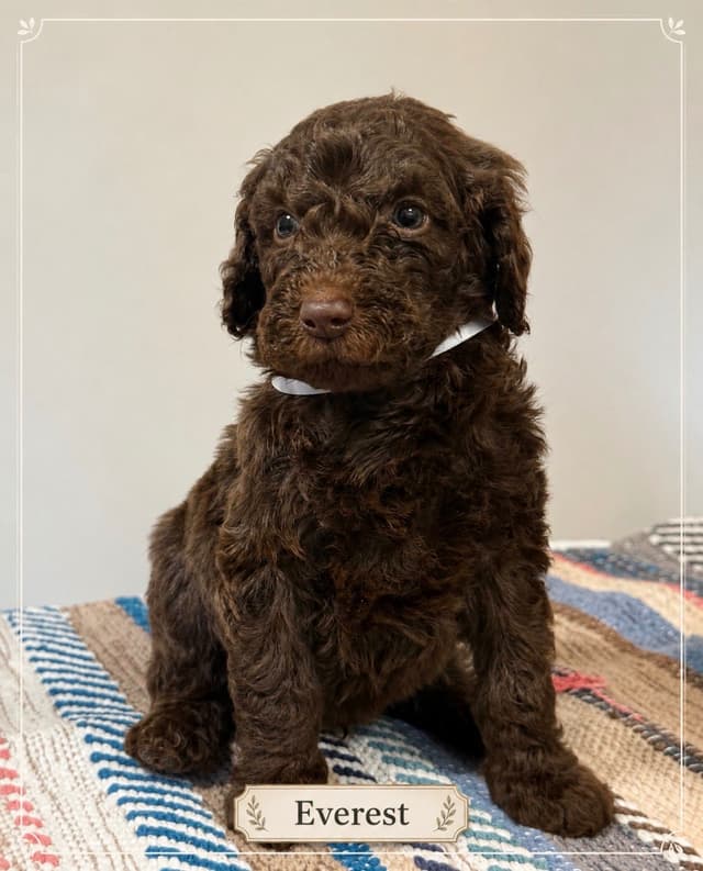 Standard Poodle Puppies media 10
