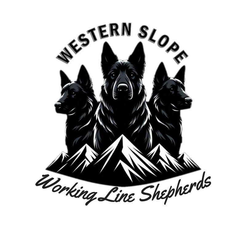 Exceptional Working Line German Shepherds for All Purposes breeder image 1