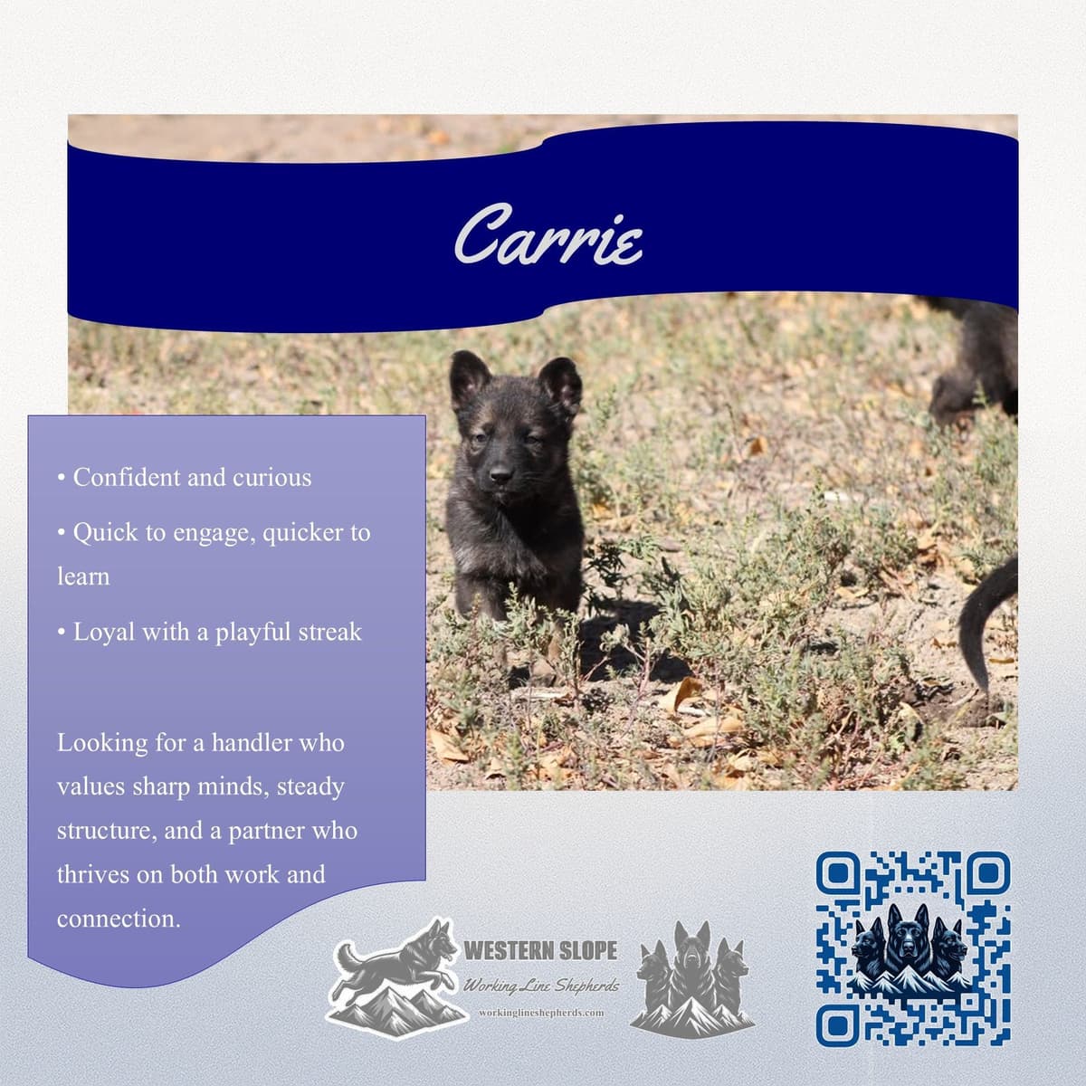 Exceptional Working Line German Shepherds for All Purposes breeder image 3