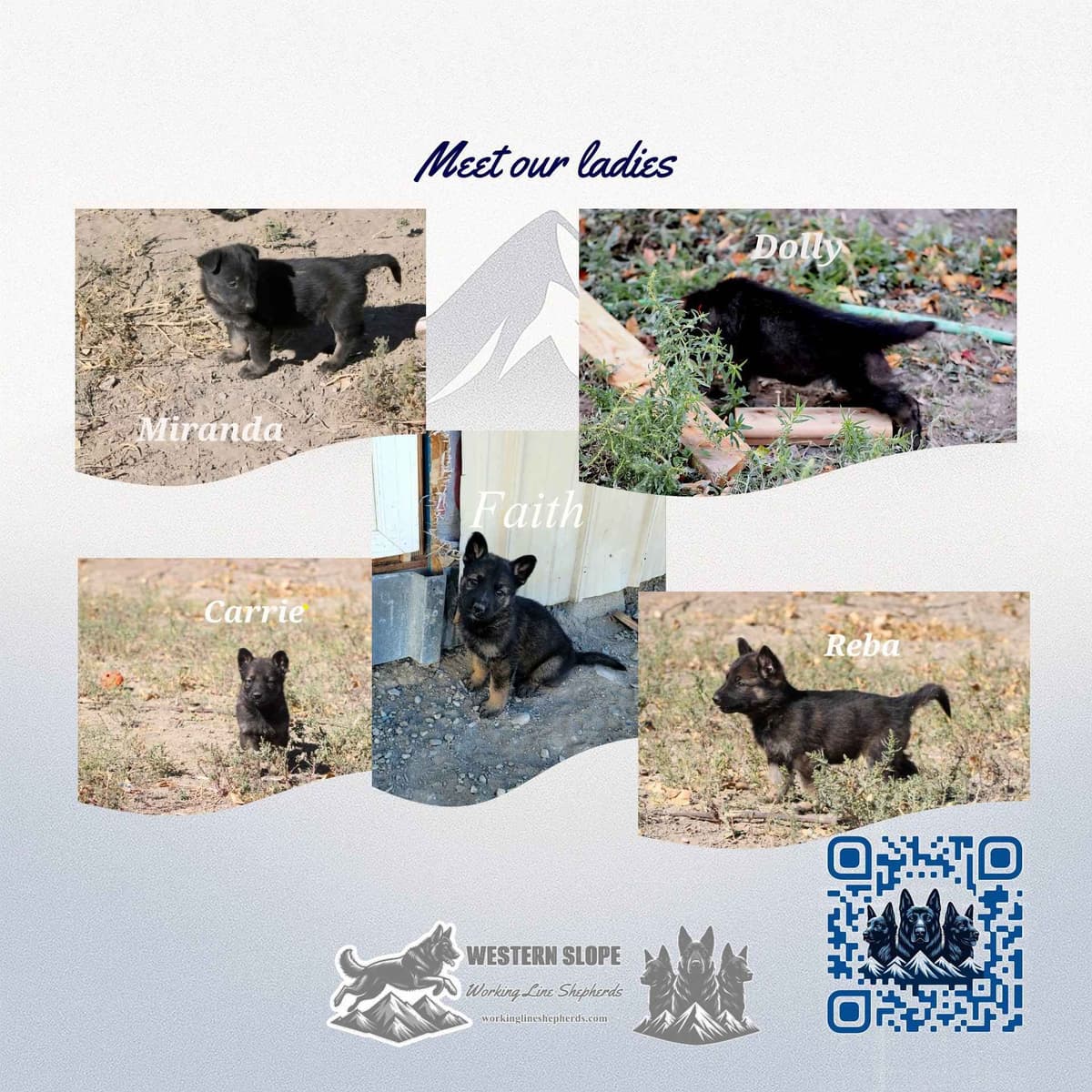 Exceptional Working Line German Shepherds for All Purposes breeder image 5