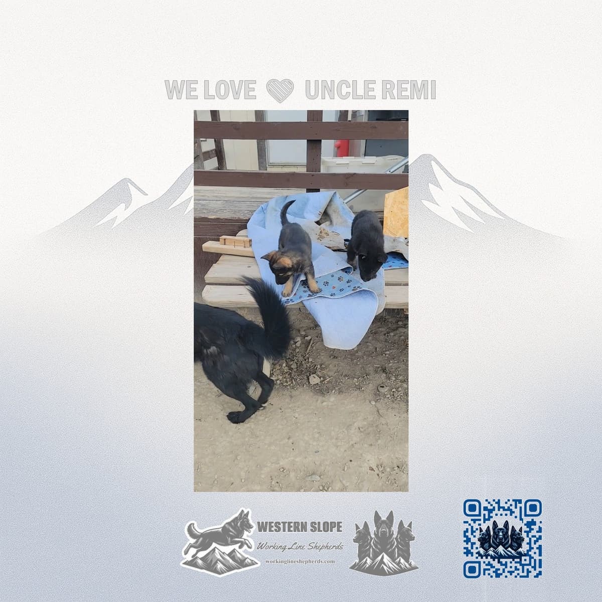 Exceptional Working Line German Shepherds for All Purposes breeder image 8