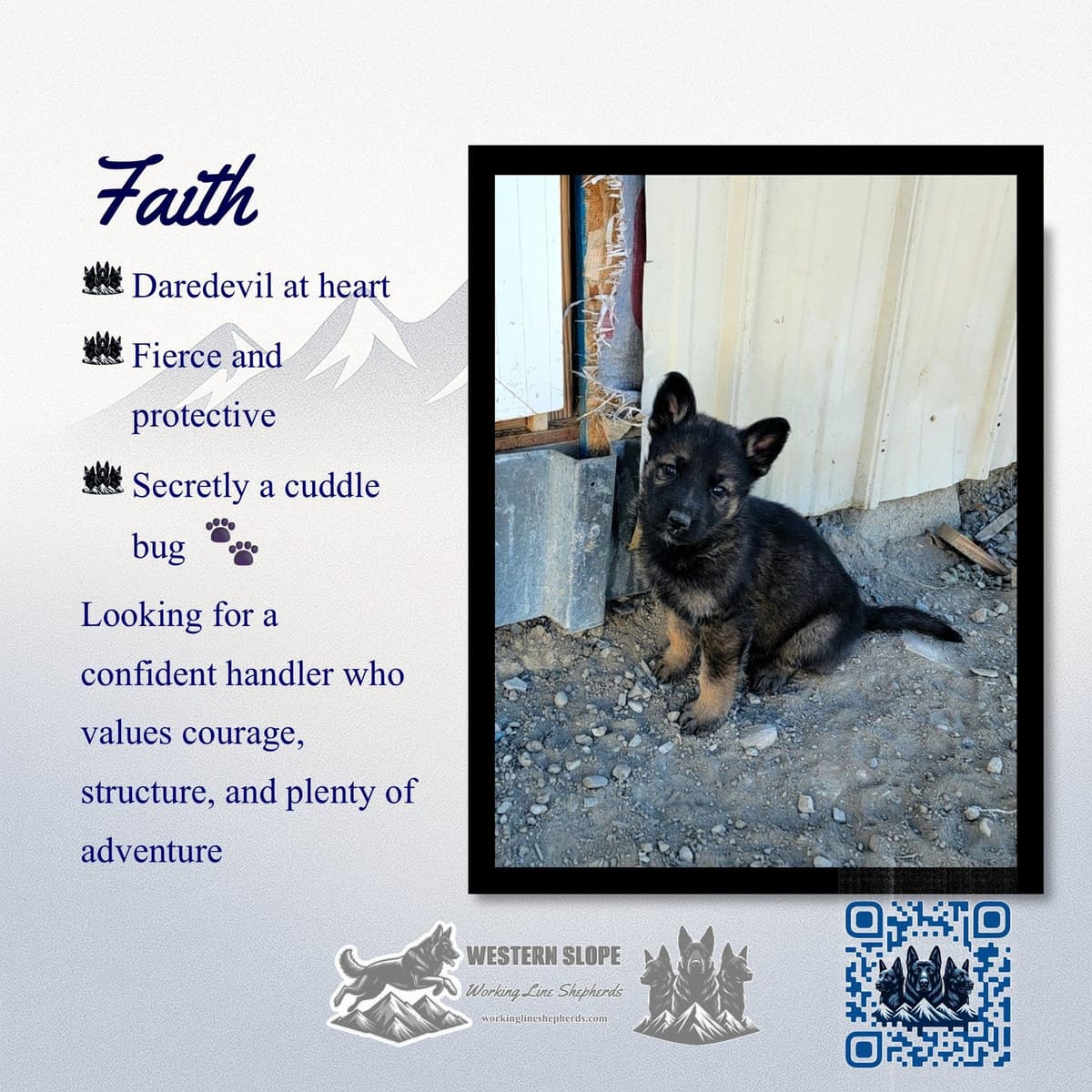 Exceptional Working Line German Shepherds for All Purposes breeder image 9