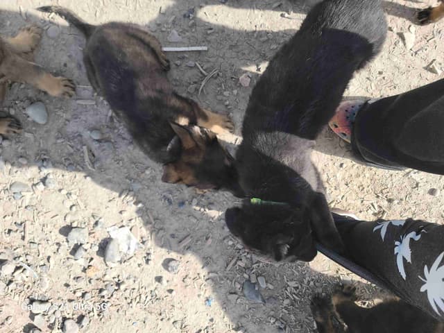 Exceptional Working Line German Shepherds for All Purposes media 2
