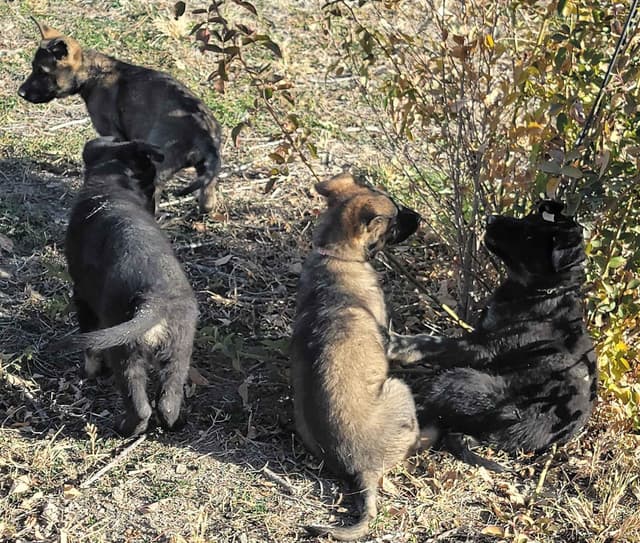 Exceptional Working Line German Shepherds for All Purposes media 3